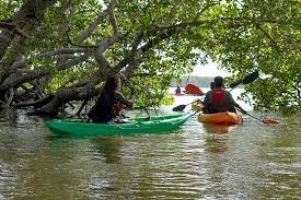 Mangroves by Canoe Experience
