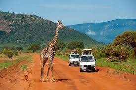 Tsavo Safari